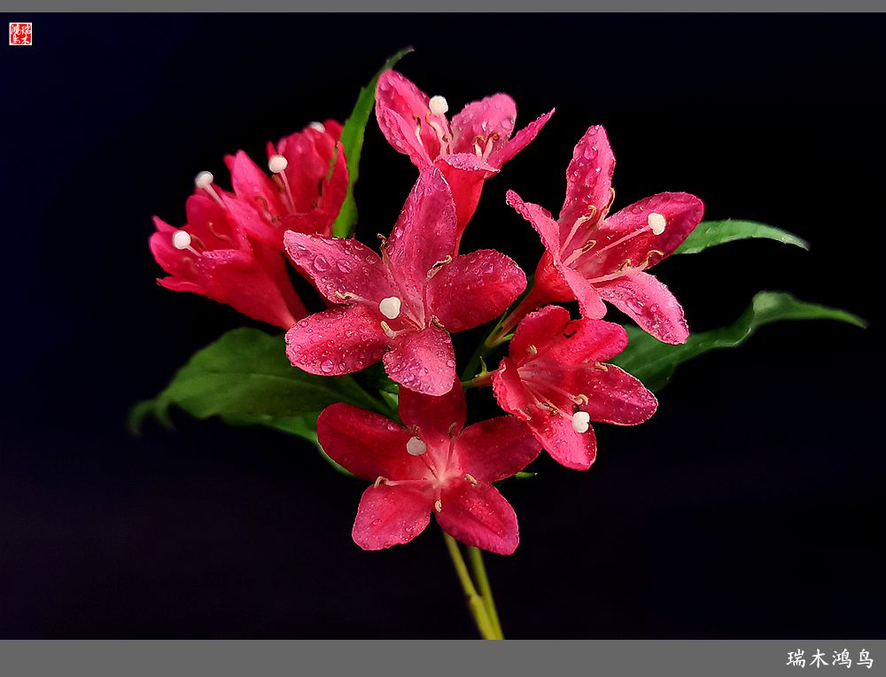 【2023之花季】红酒玫瑰锦带花