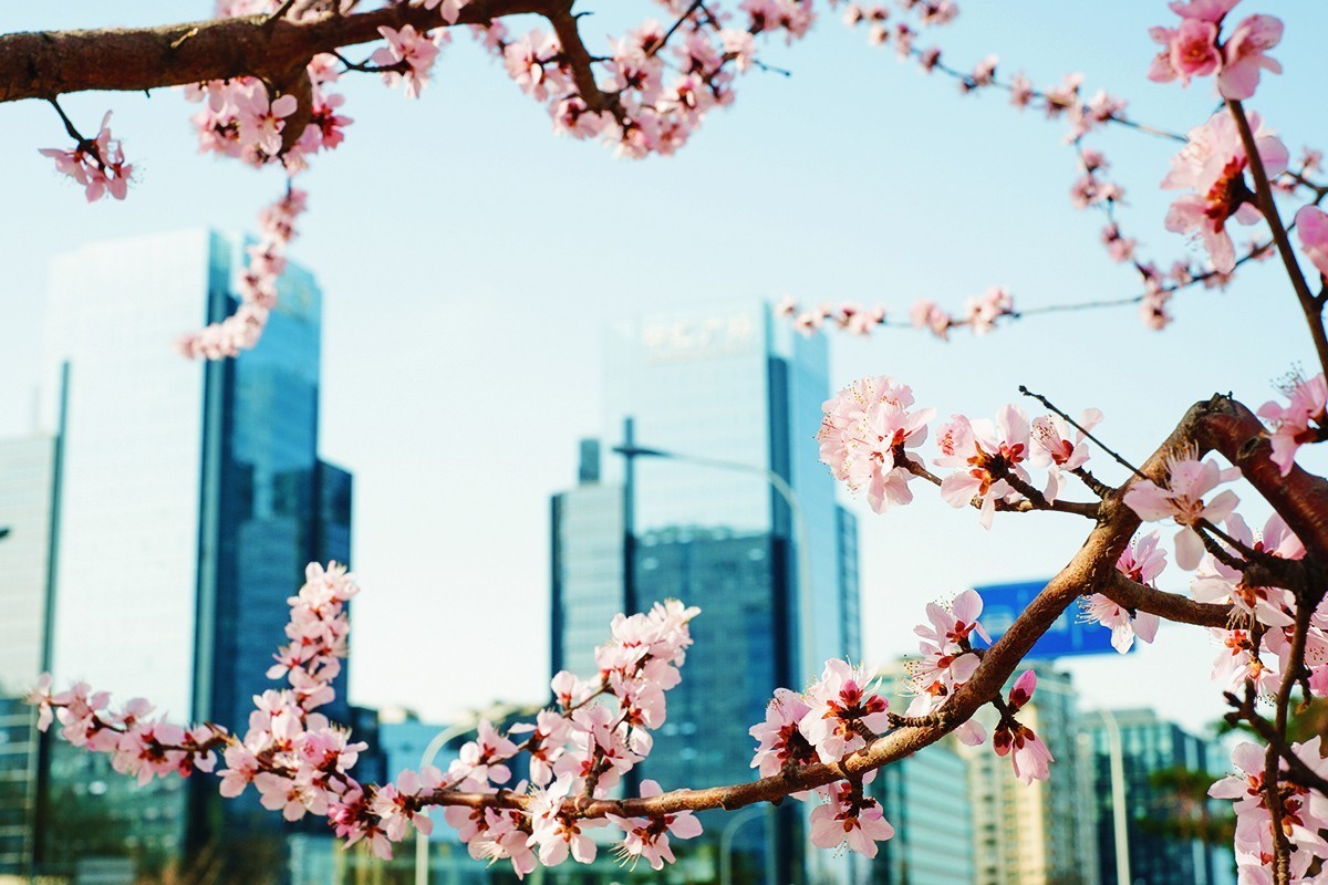 春回京城第二组