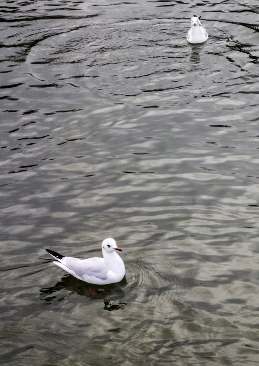 绿地80湖公园（瑞士）