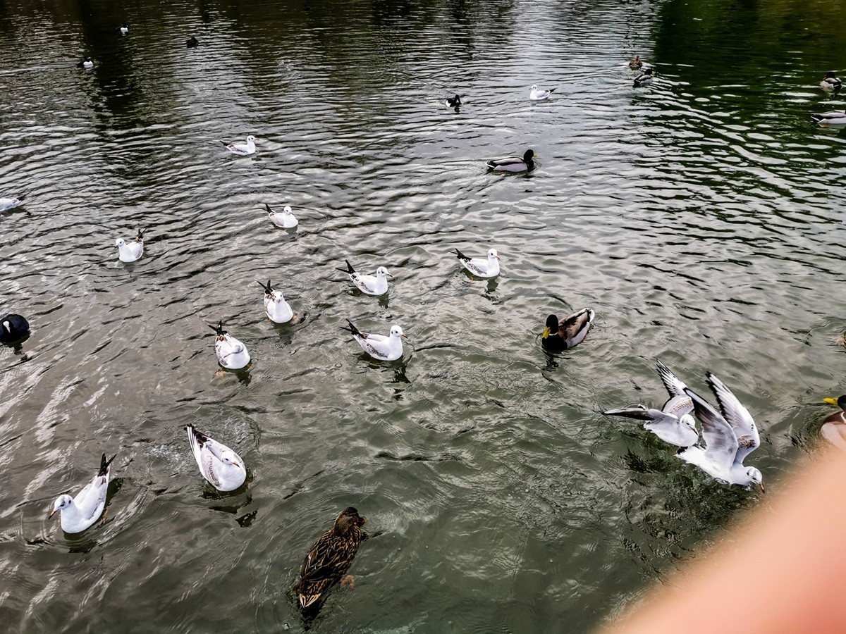 绿地80湖公园（瑞士）