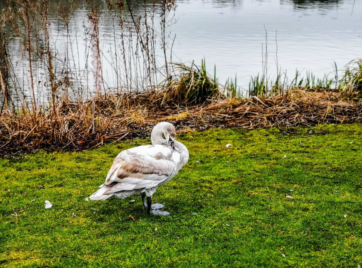 绿地80湖公园（瑞士）