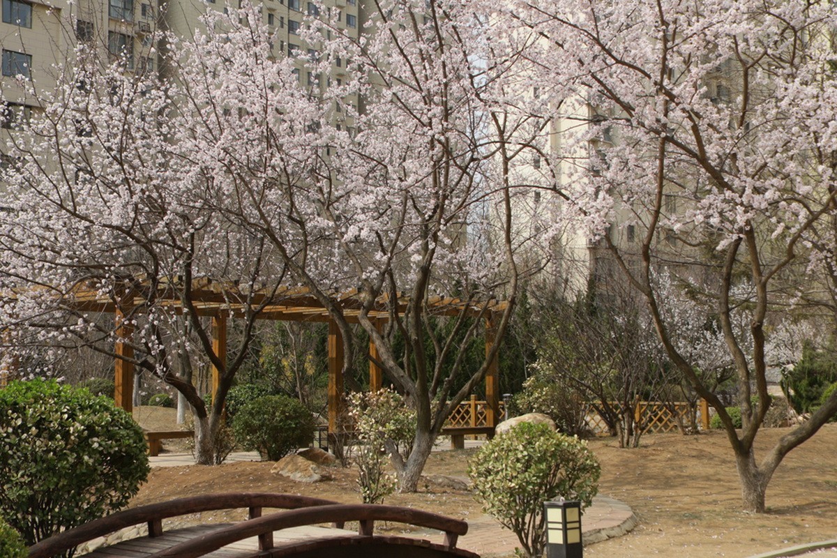 关东百花园（354）——杏花