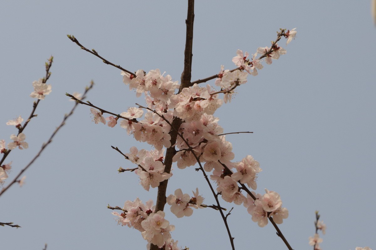 关东百花园（354）——杏花