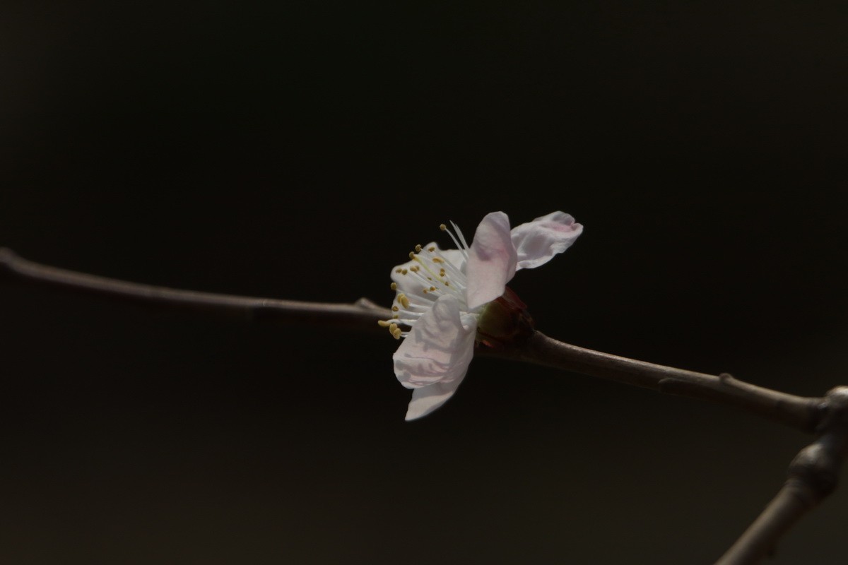 关东百花园（354）——杏花