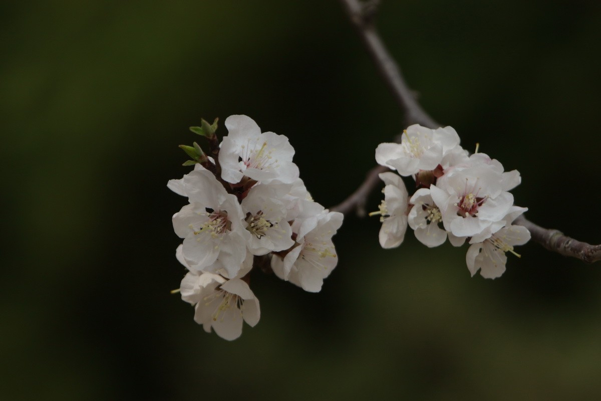 关东百花园（354）——杏花