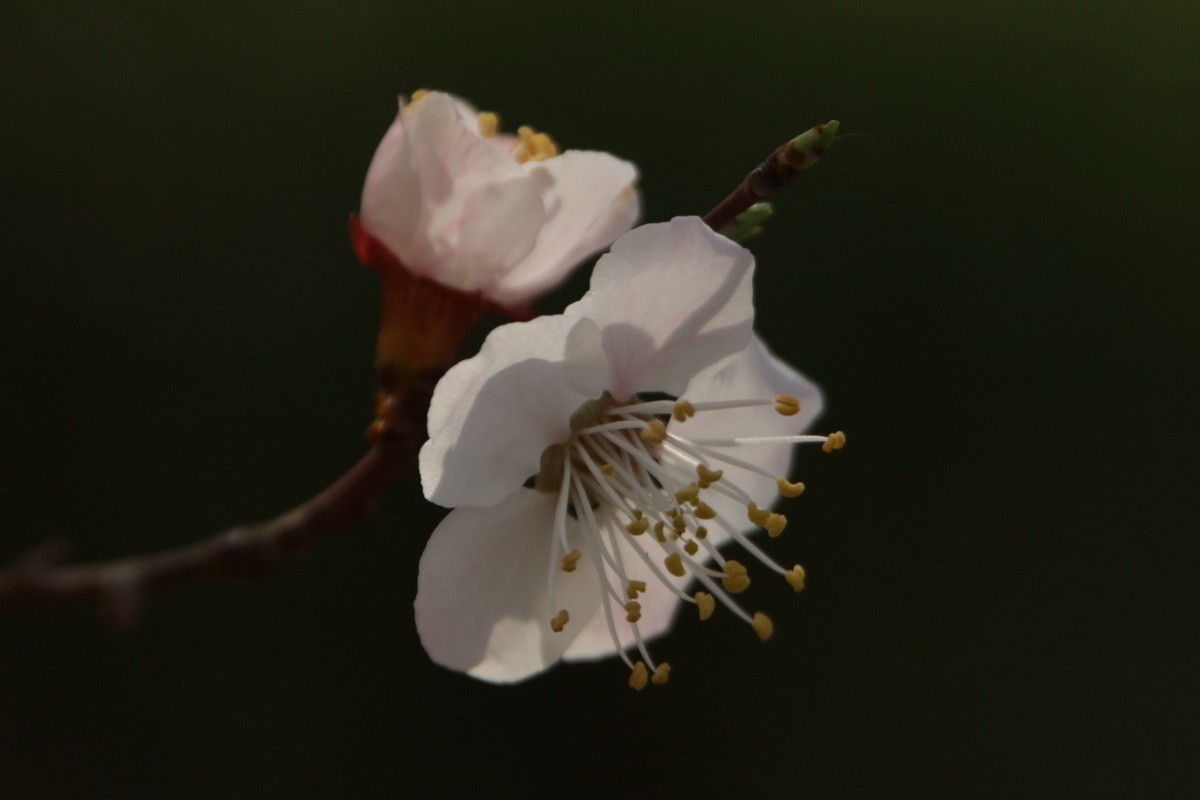 关东百花园（354）——杏花