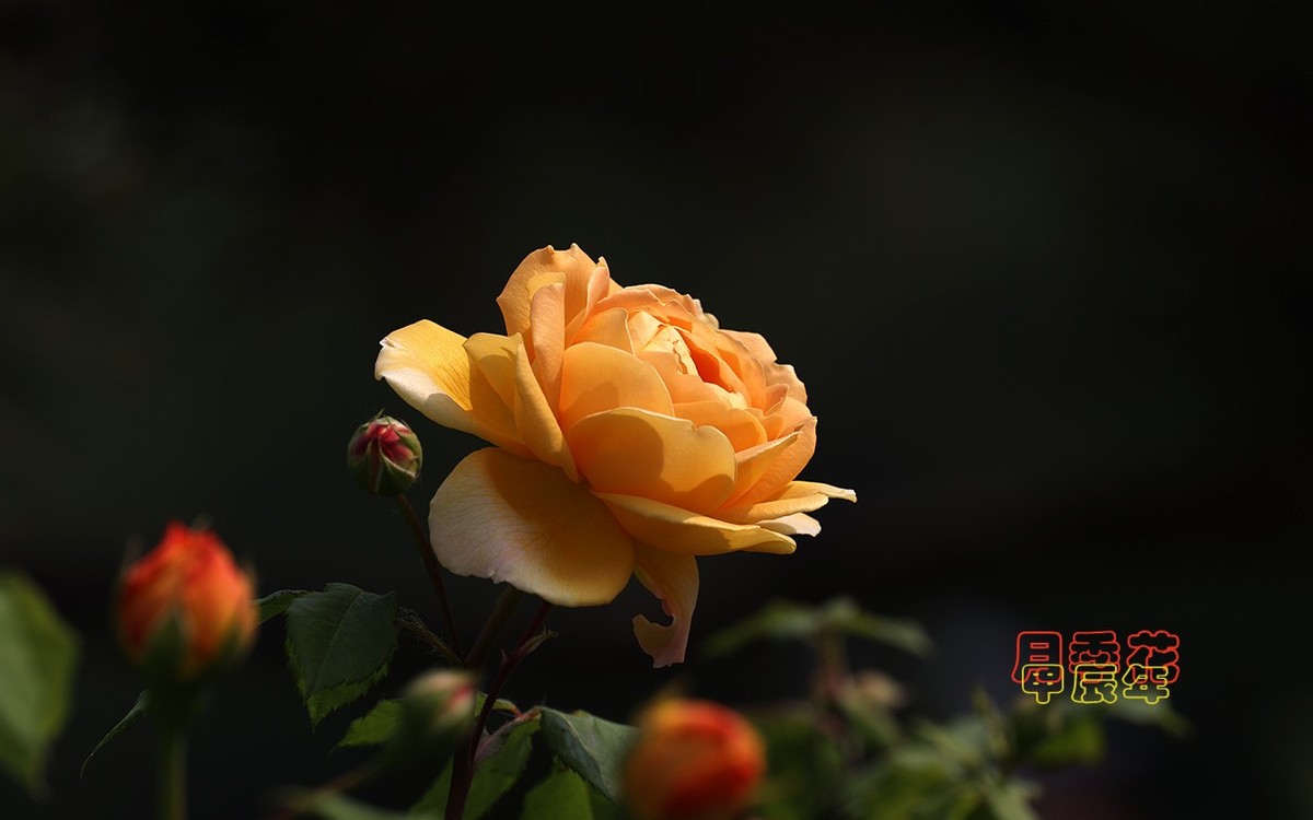 甲辰年月季花【2024-227】