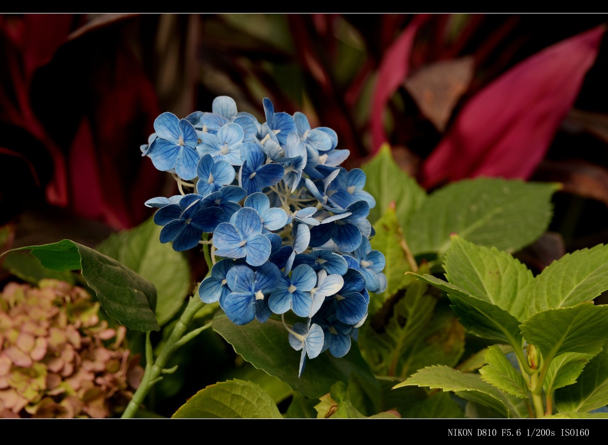 生态园拍花卉－绣球花 · 杜鹃花 · 朱蕉