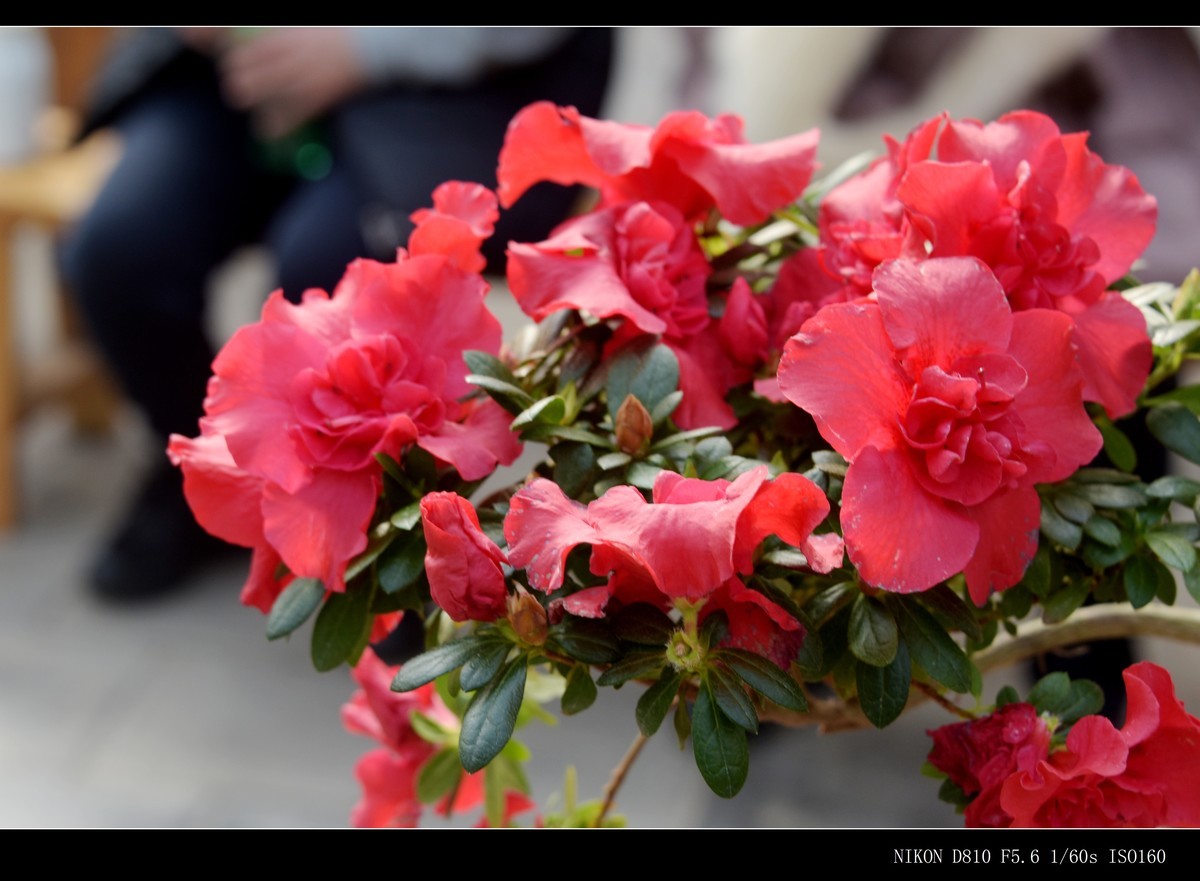 生态园拍花卉－绣球花 · 杜鹃花 · 朱蕉