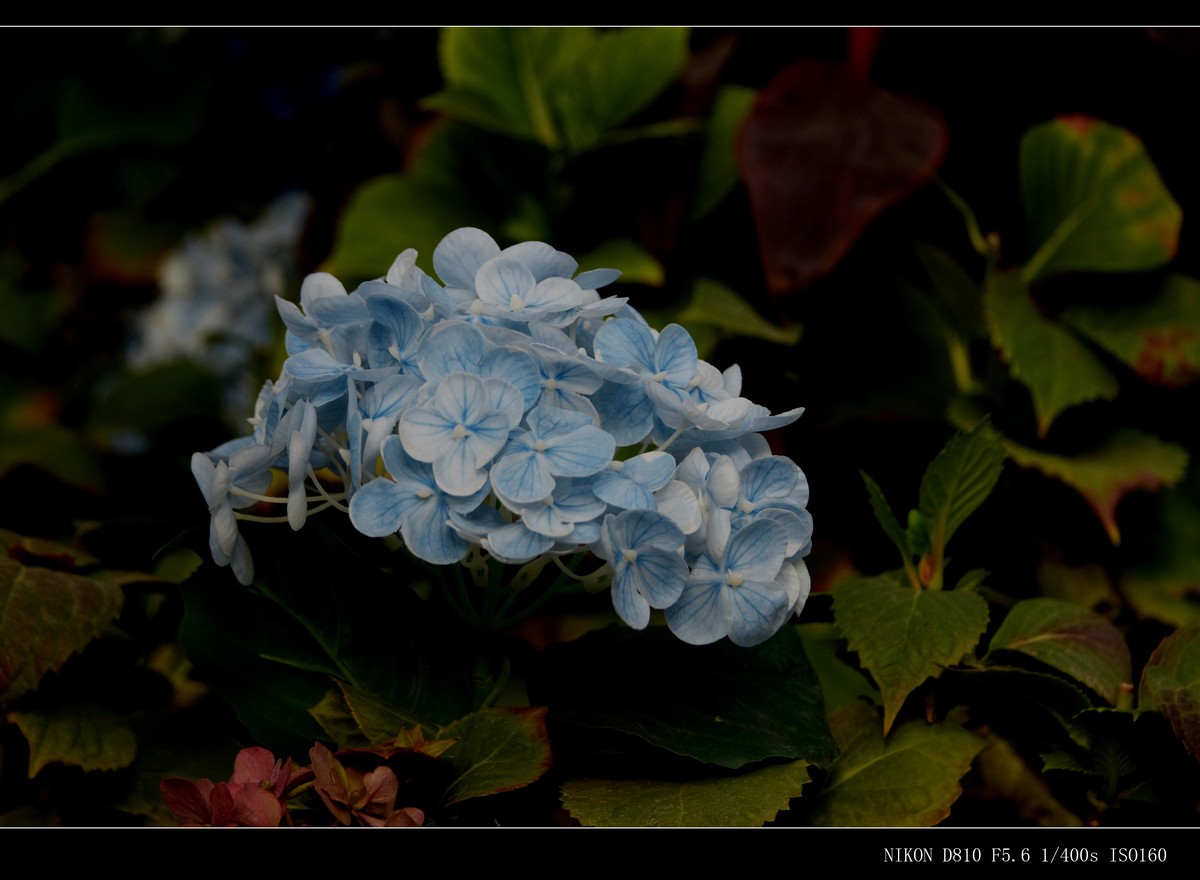 生态园拍花卉－绣球花 · 杜鹃花 · 朱蕉