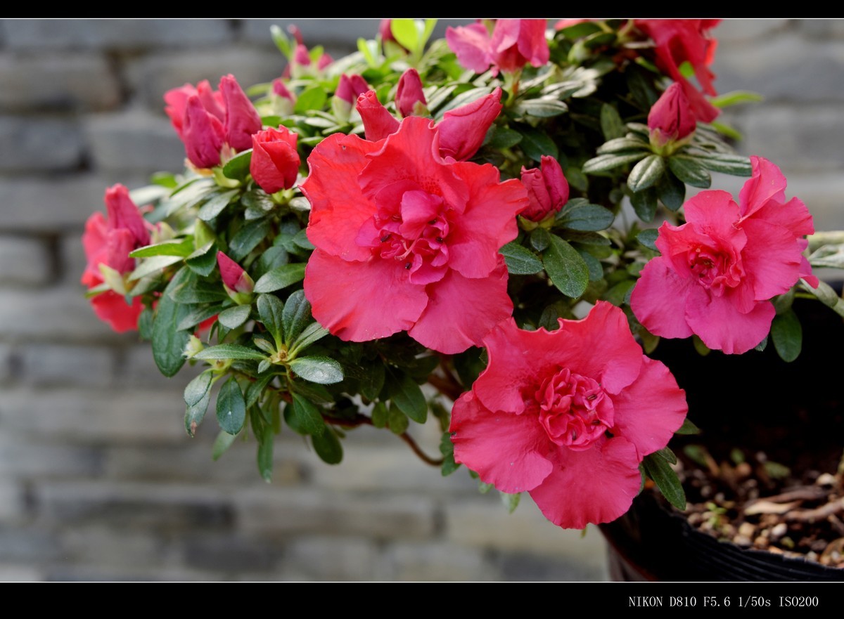 生态园拍花卉－绣球花 · 杜鹃花 · 朱蕉
