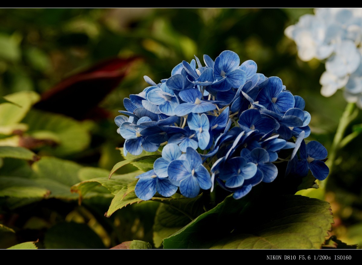 生态园拍花卉－绣球花 · 杜鹃花 · 朱蕉
