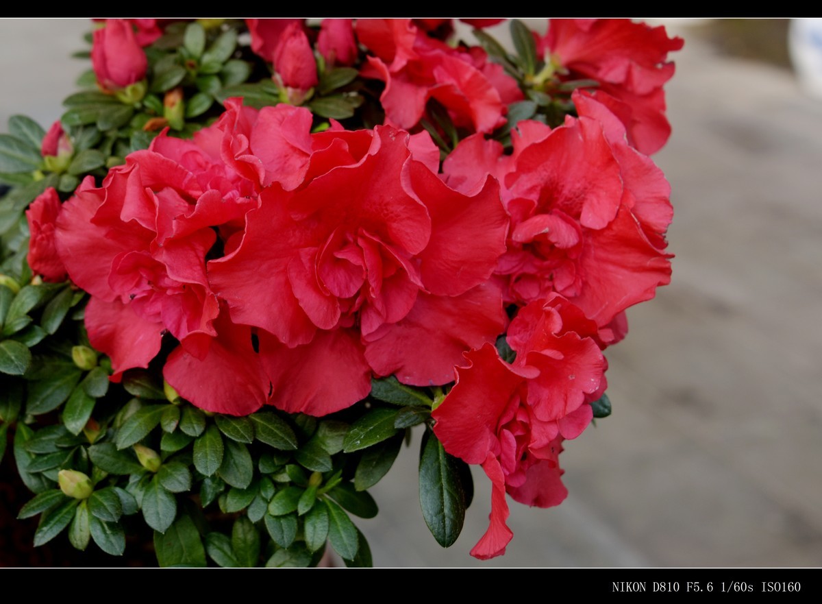 生态园拍花卉－绣球花 · 杜鹃花 · 朱蕉