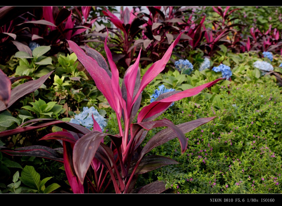 生态园拍花卉－绣球花 · 杜鹃花 · 朱蕉