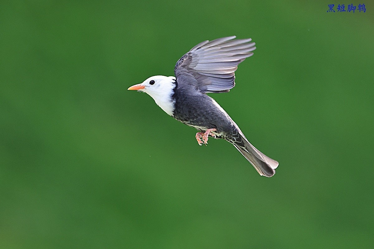 去岁千般皆如愿，今年万事定称心。 我与旧事归于尽，今年依旧迎花开。