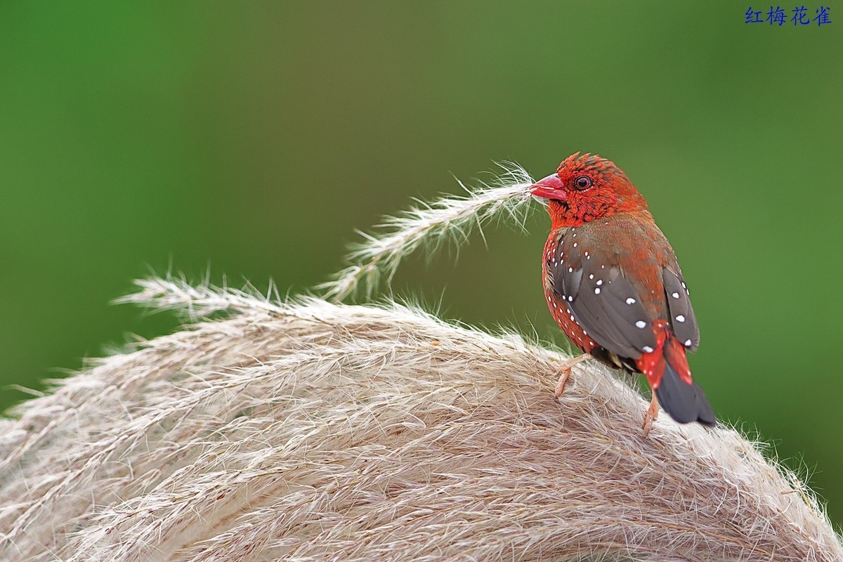 去岁千般皆如愿，今年万事定称心。 我与旧事归于尽，今年依旧迎花开。