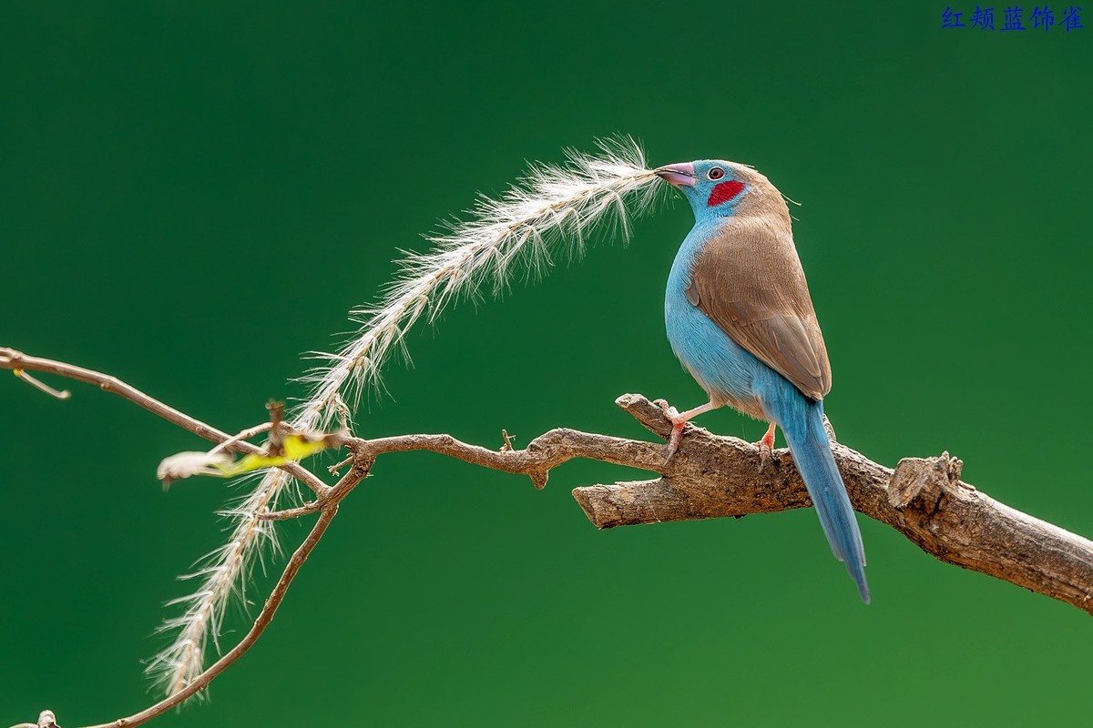去岁千般皆如愿，今年万事定称心。 我与旧事归于尽，今年依旧迎花开。