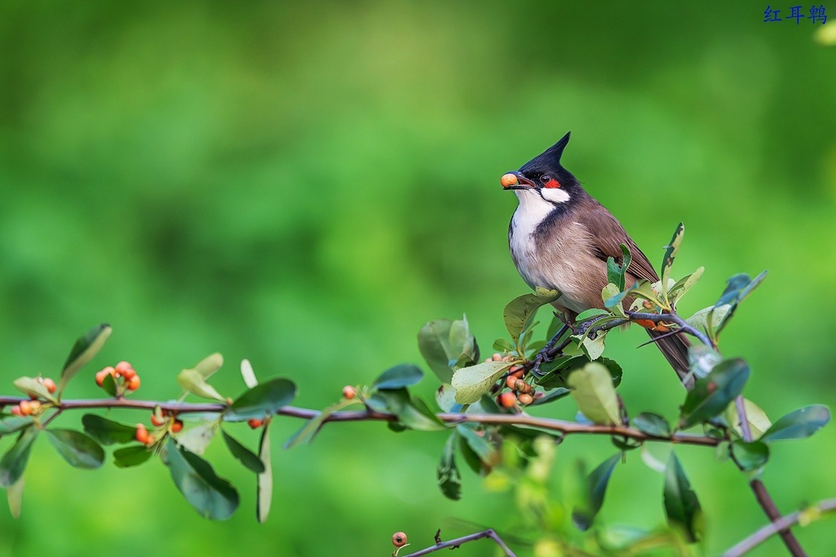 去岁千般皆如愿，今年万事定称心。 我与旧事归于尽，今年依旧迎花开。