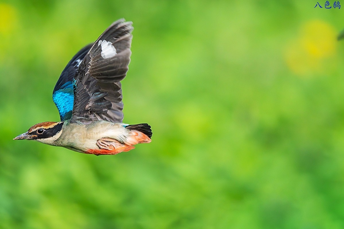 去岁千般皆如愿，今年万事定称心。 我与旧事归于尽，今年依旧迎花开。