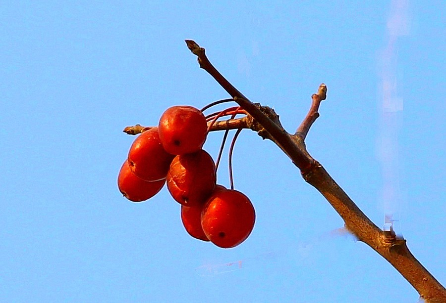 【不老松：纪实摄影】冬天里的海棠果！(01)