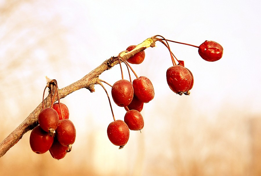 【不老松：纪实摄影】冬天里的海棠果！(01)