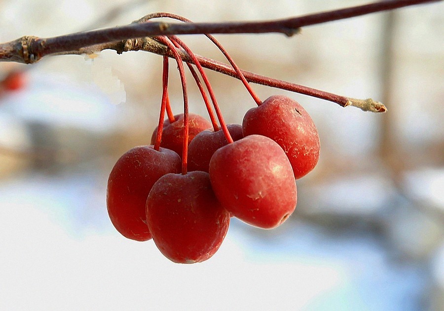 【不老松：纪实摄影】冬天里的海棠果！(01)