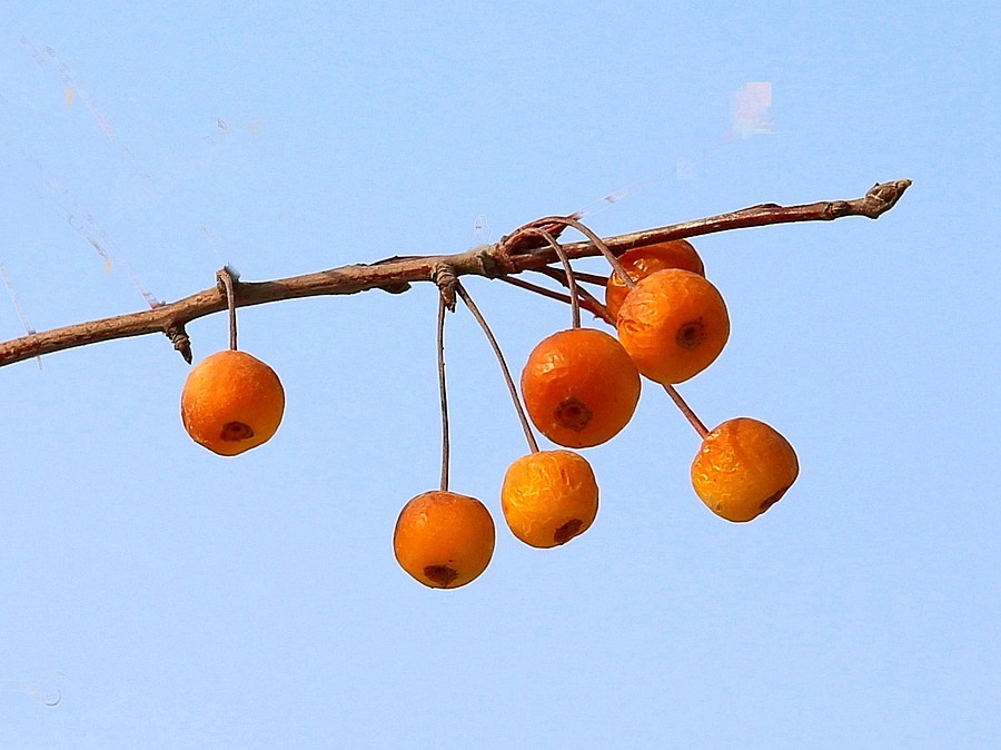 【不老松：纪实摄影】冬天里的海棠果！(01)