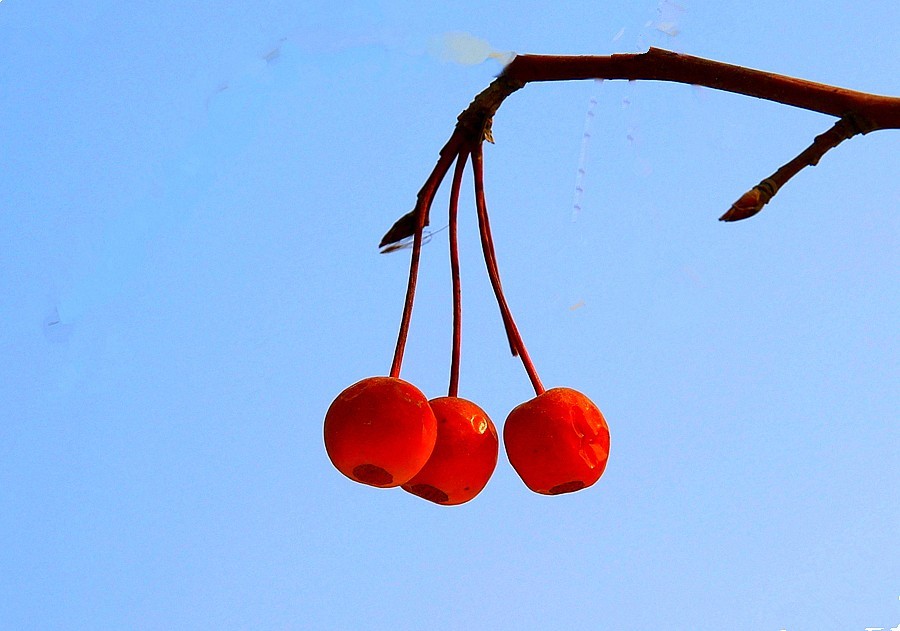 【不老松：纪实摄影】冬天里的海棠果！(01)