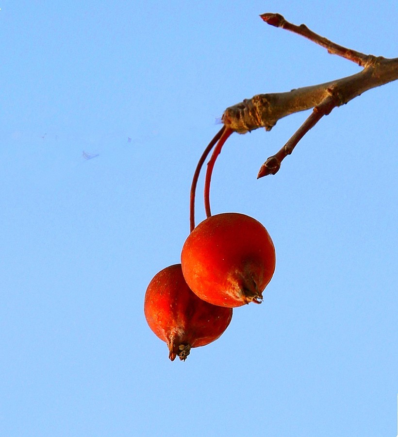 【不老松：纪实摄影】冬天里的海棠果！(01)