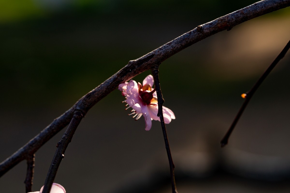 橘子洲拍梅花 2