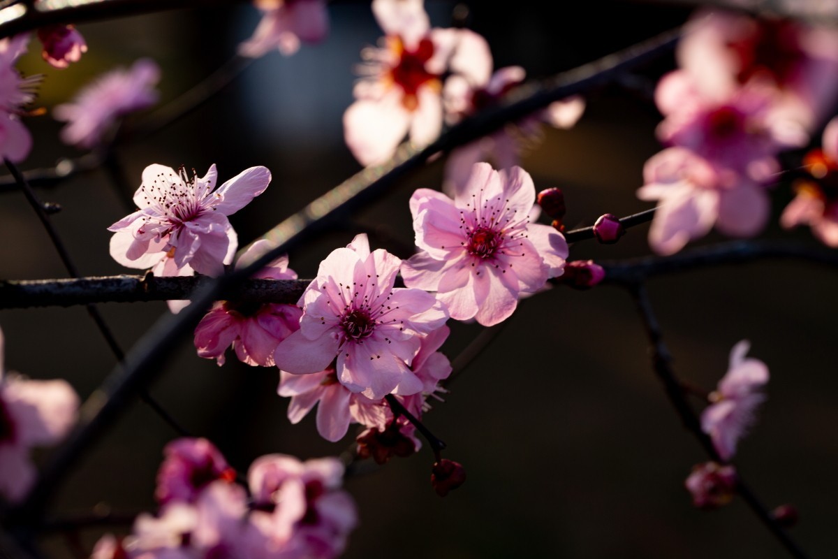 橘子洲拍梅花 2