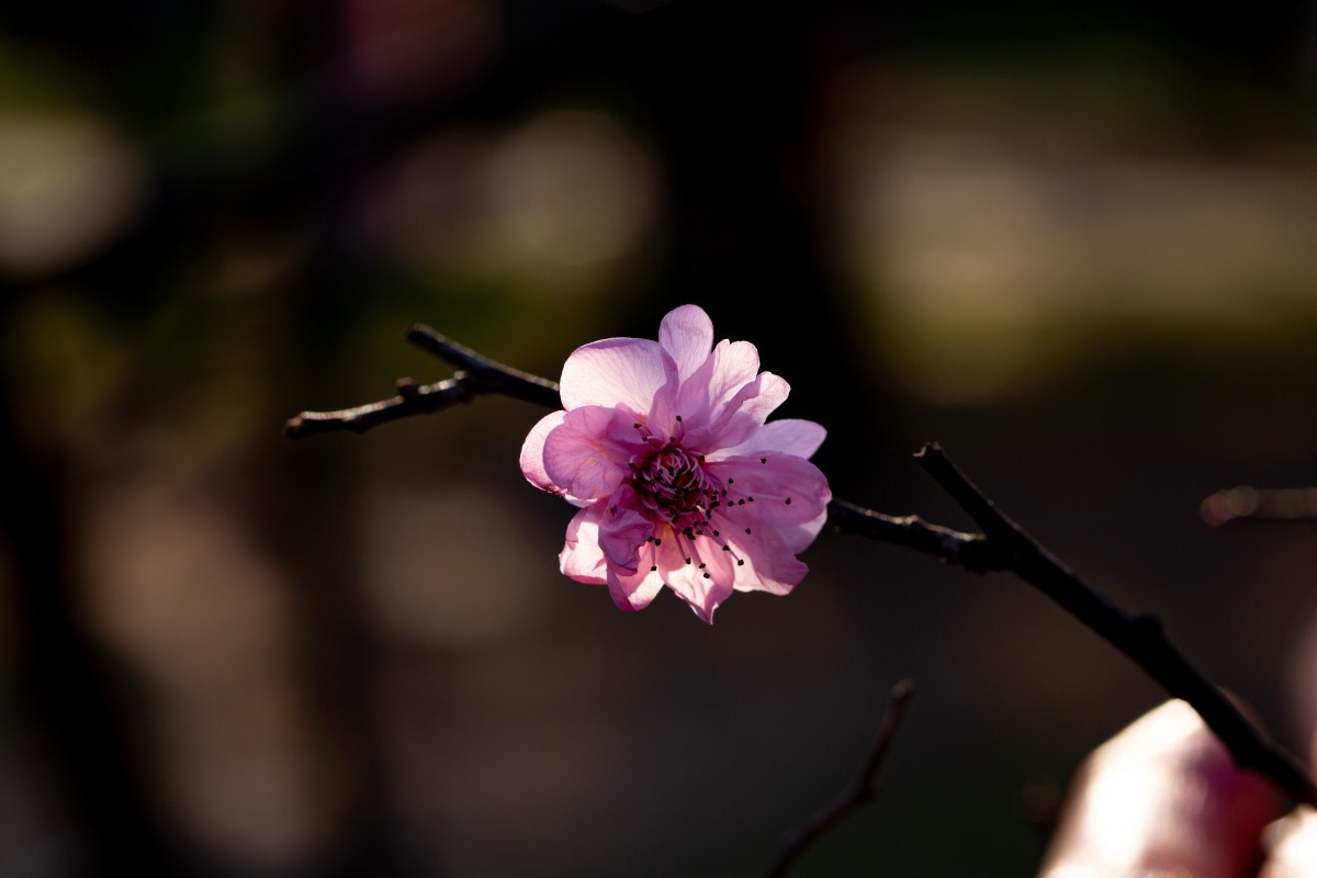 橘子洲拍梅花 2