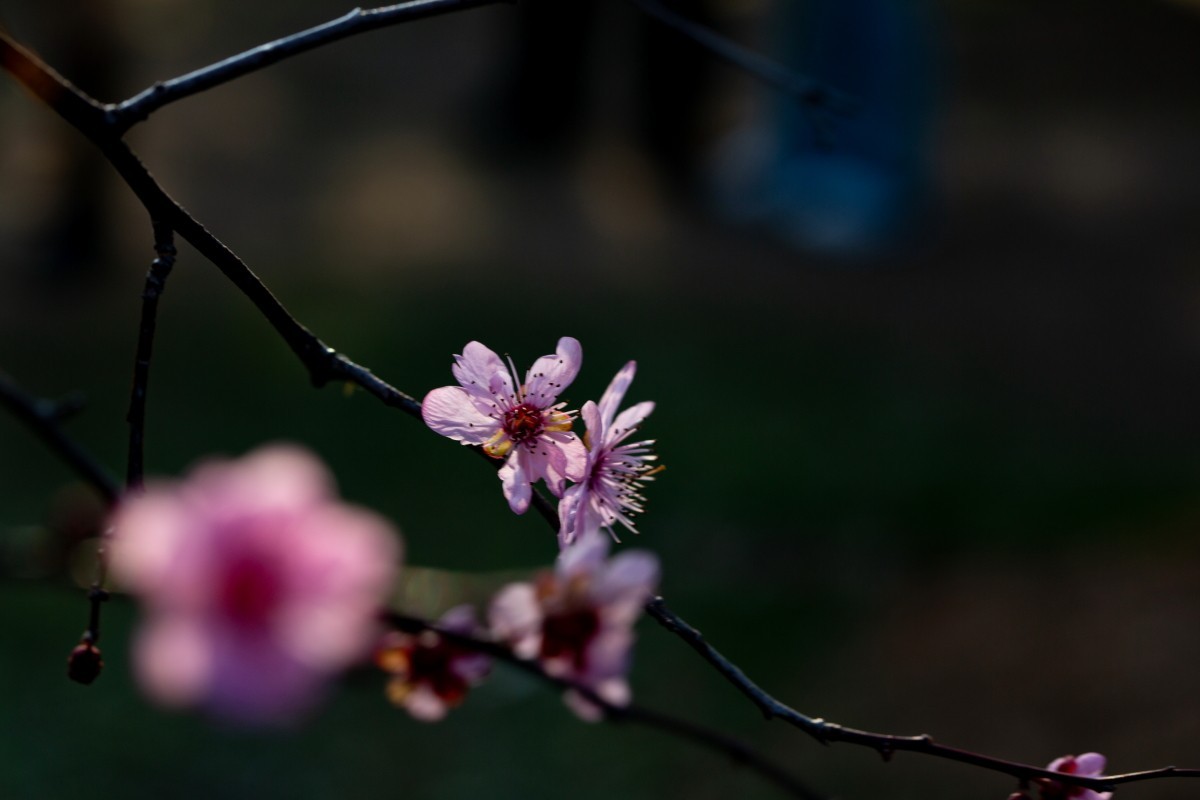 橘子洲拍梅花 2