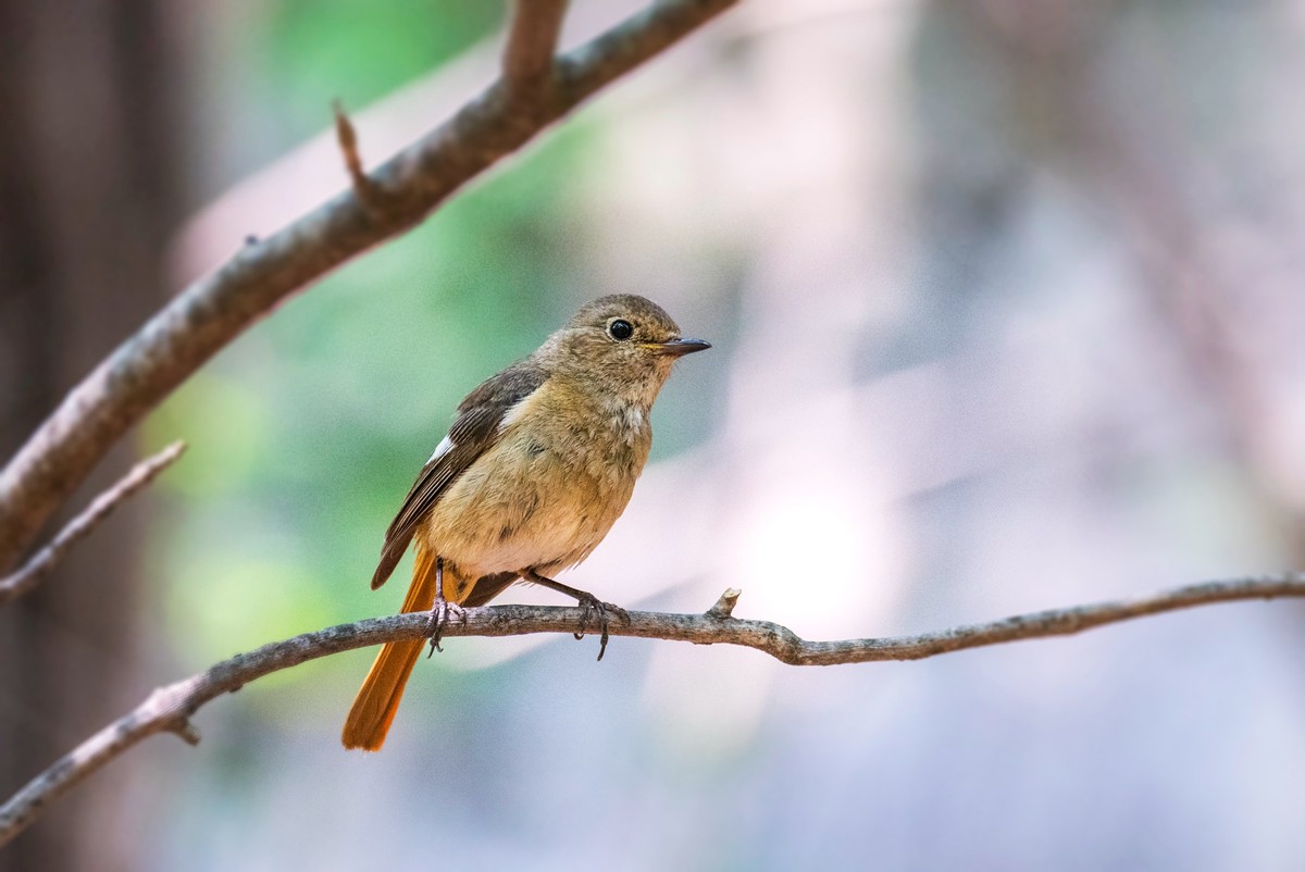 北红尾鸲（八）