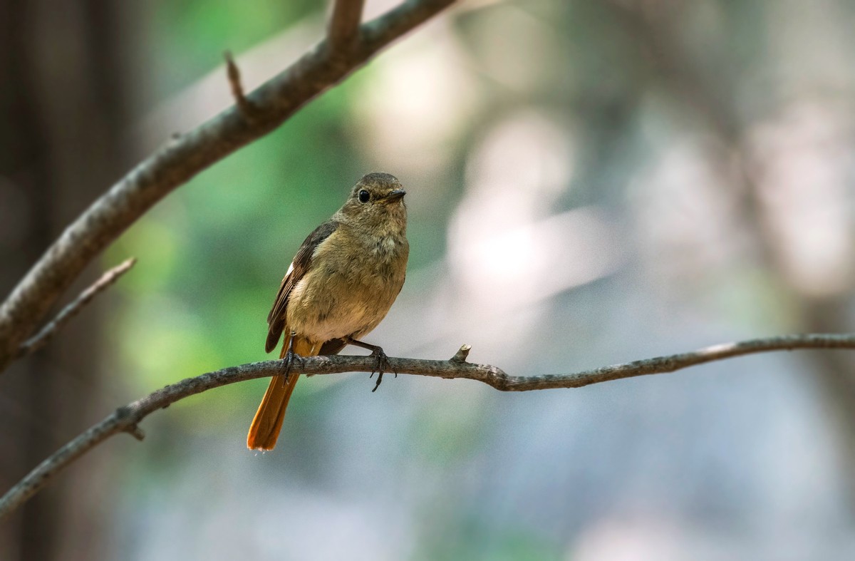 北红尾鸲（八）