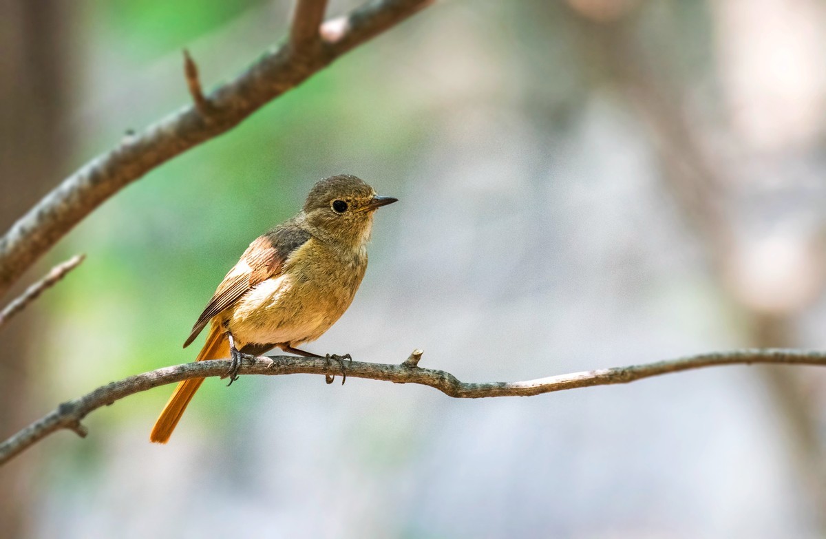 北红尾鸲（八）
