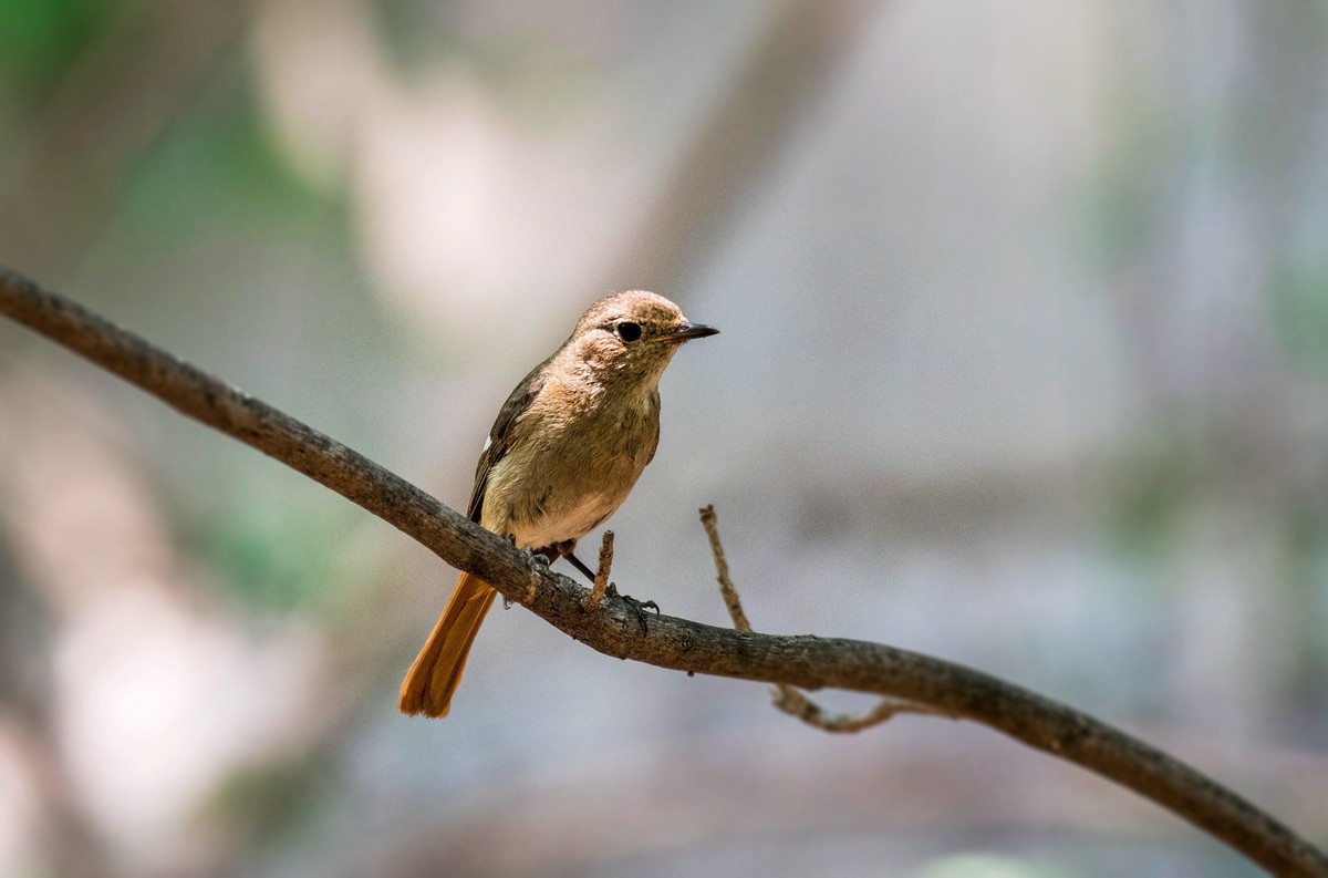 北红尾鸲（八）