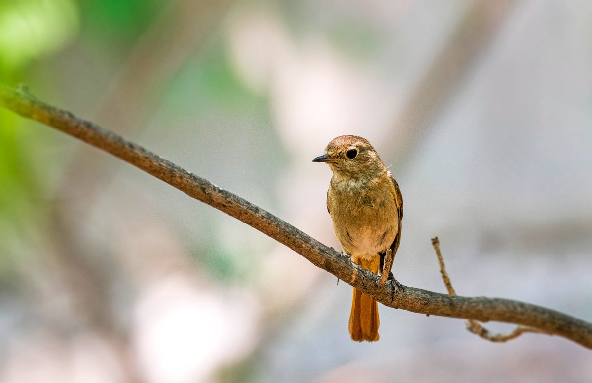 北红尾鸲（八）