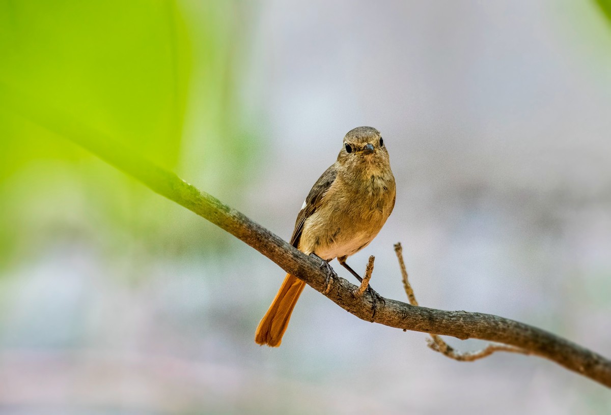 北红尾鸲（八）