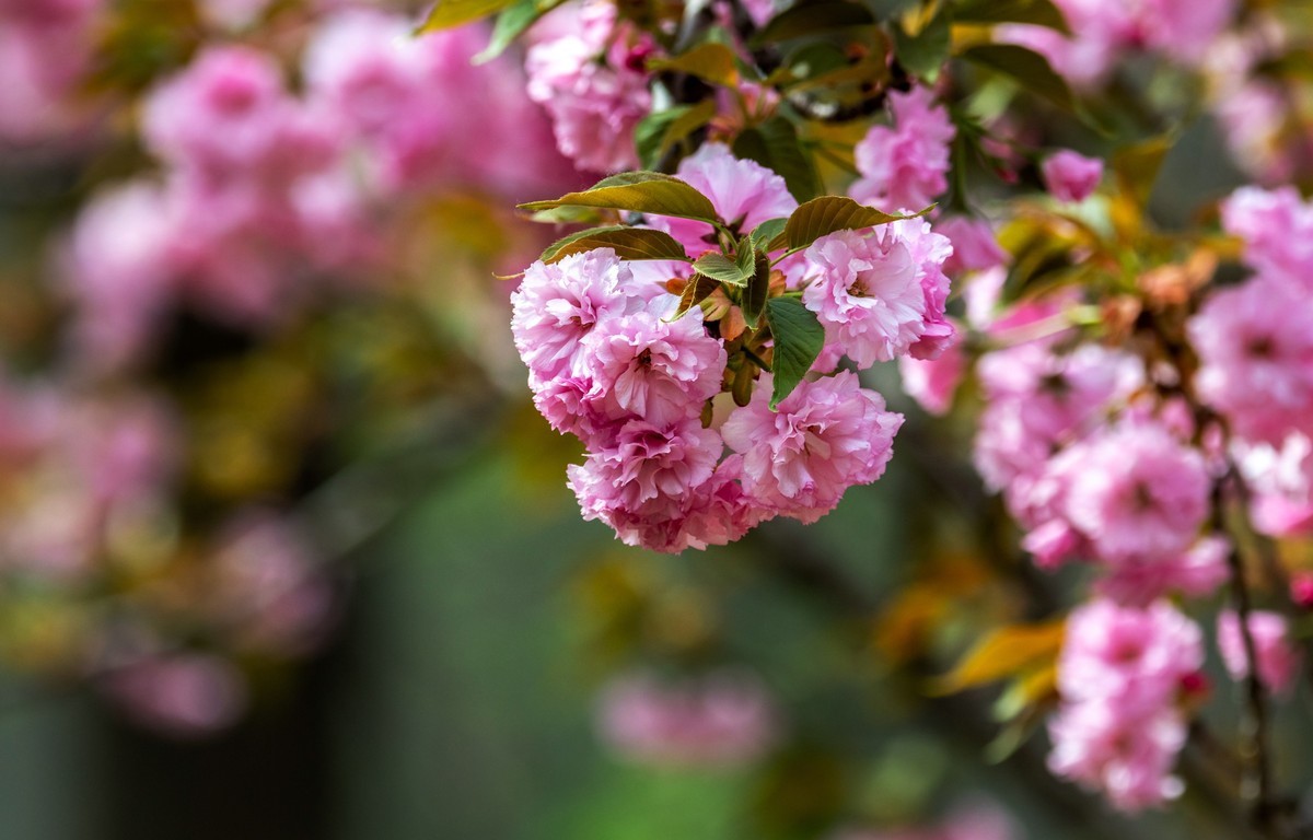 春花（十九）