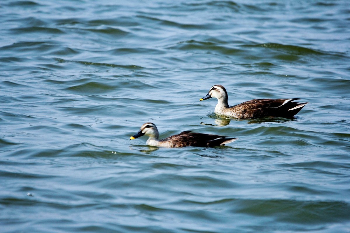 随拍——明湖野鸭