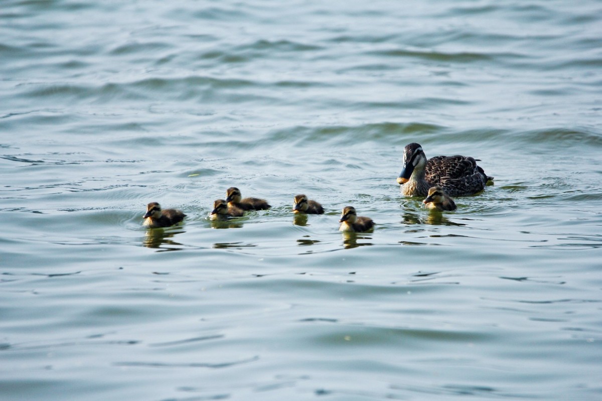 随拍——明湖野鸭