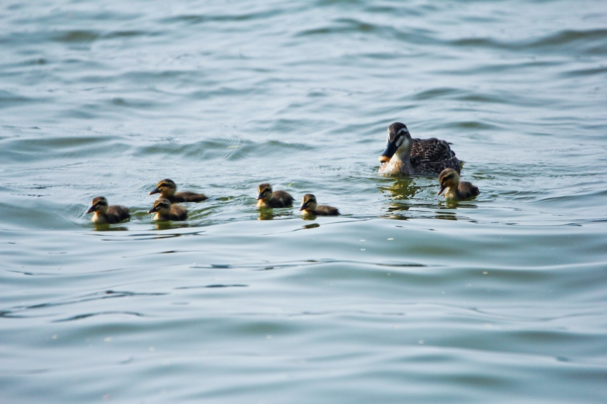 随拍——明湖野鸭