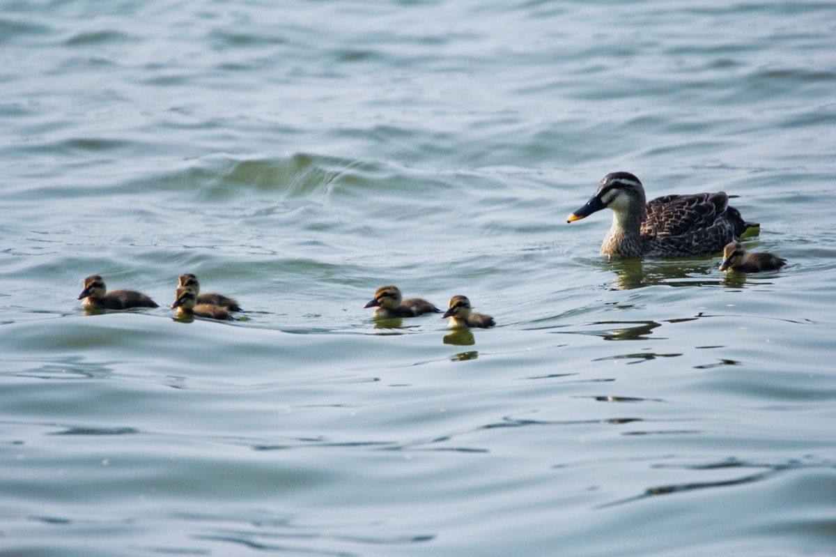 随拍——明湖野鸭