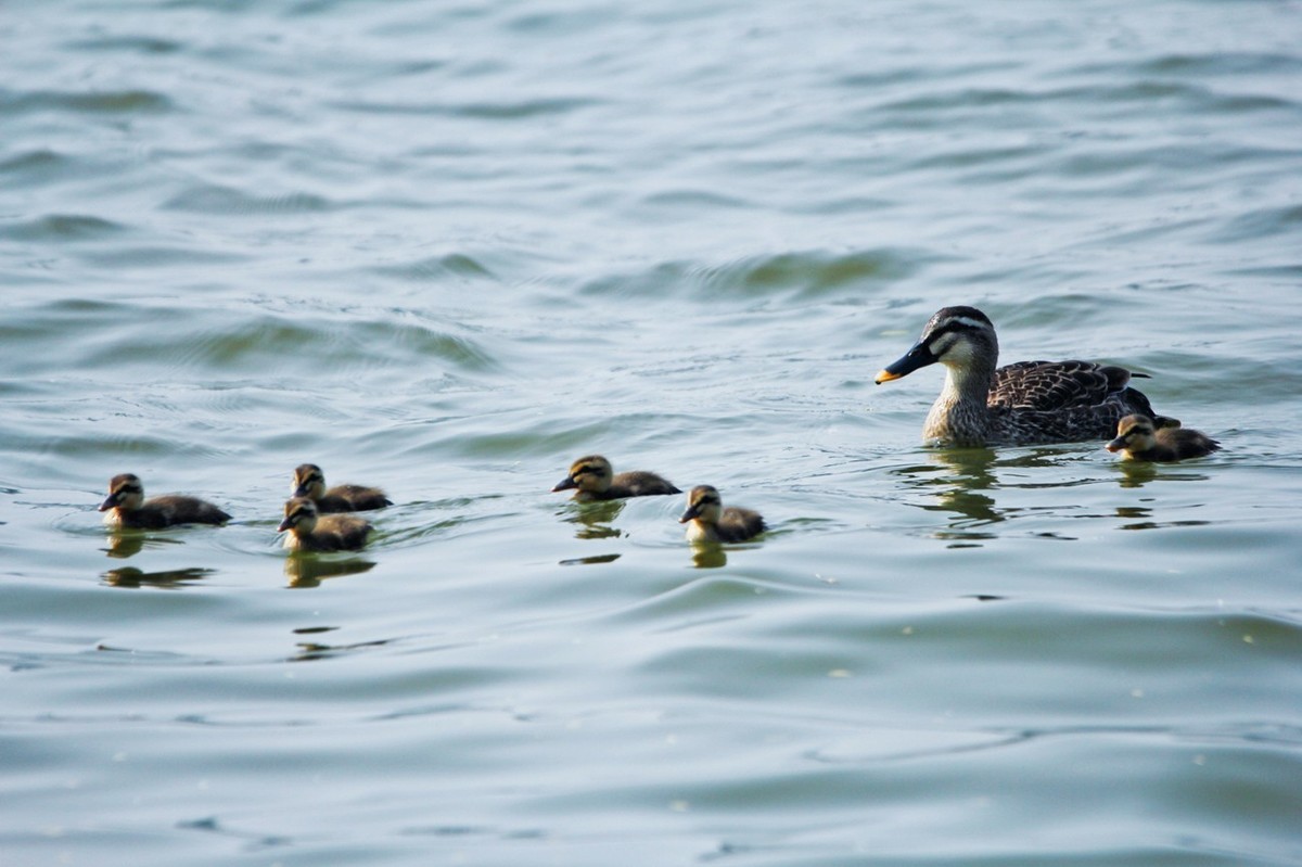 随拍——明湖野鸭