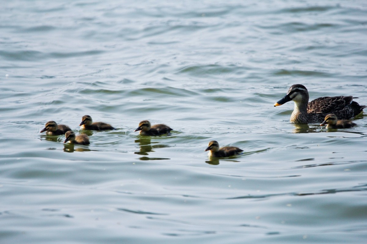 随拍——明湖野鸭