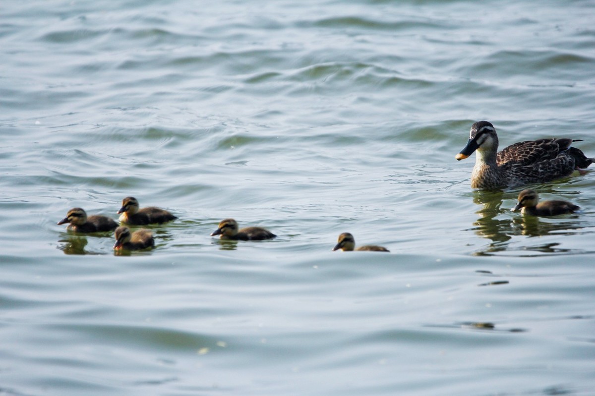 随拍——明湖野鸭