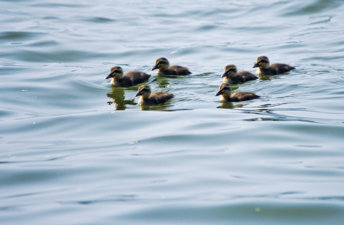 随拍——明湖野鸭