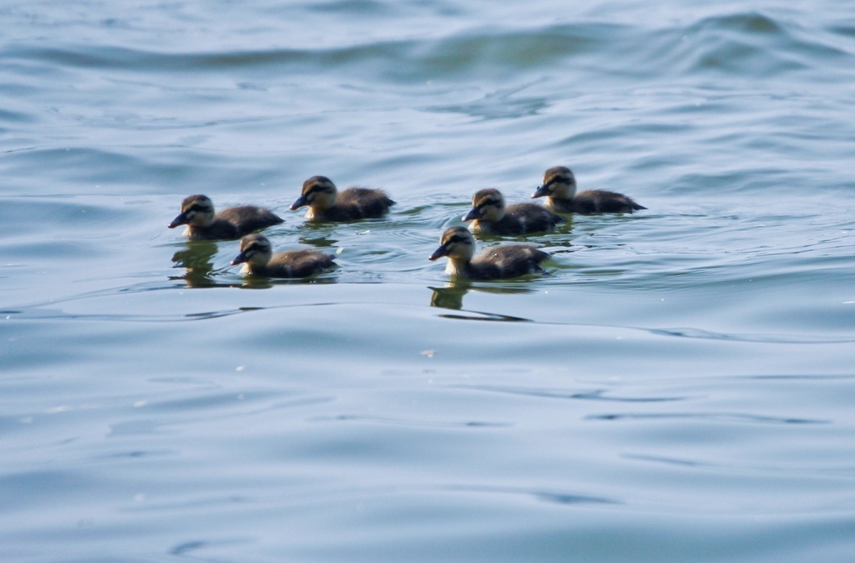 随拍——明湖野鸭