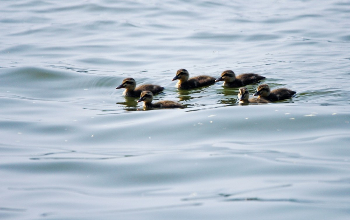 随拍——明湖野鸭